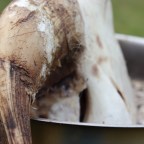 How to clean a bulls head for commercial use.